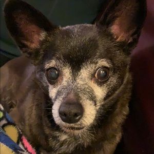 Meet your Posher, Betty